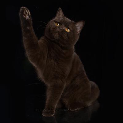 Фото британской шоколадной кошки, британская кошка шоколадного окраса