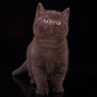 Фото британского шоко котика, Шоколадный окрас британцев фото