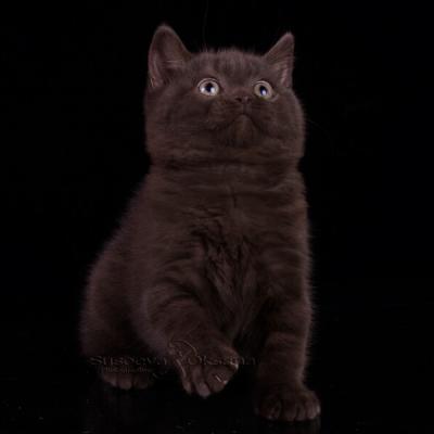 Фото шоколадного британца, кот британец шоколадный, британский короткошерстный котёнок шоколадного окраса фото, котёнок британец шоколадный, британские коты шоколадного окраса