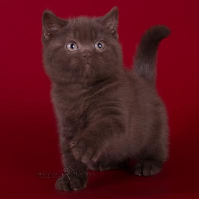 Шоколадный британский кот фото, британец кот шоколадный, купить британского котёнка шоколадного окраса