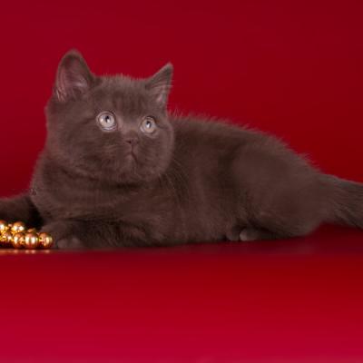 Фото британца шоколадного цвета, британский шоколадный кот