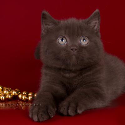 британские коты шоколадного окраса фото, купить шоколадного британца
