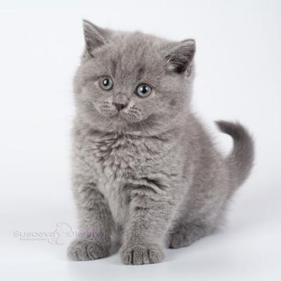 Фото серого котёнка британца
