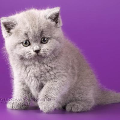 Красивый плюшевый британский голубой котёнок из питомника