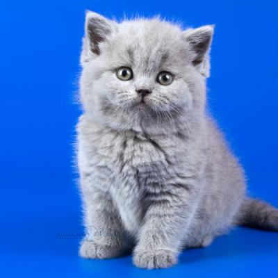 Британская плюшевая кошка голубого окраса , фото , цена