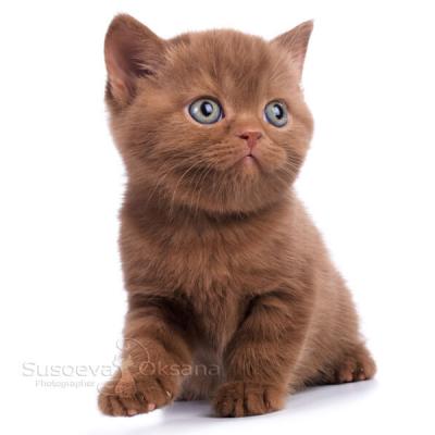 Фото  британского котёнка окраса циннамон (цвет корицы, фото британских котят цвета корицы (циннамон)