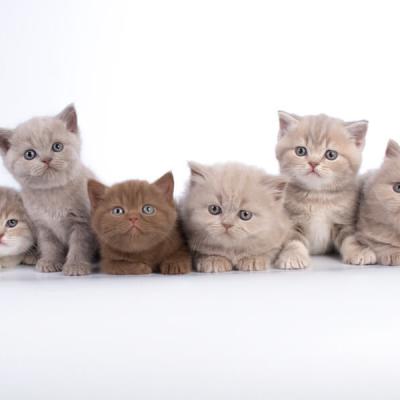 Фото британских котят циннамон и фавн окрасаов, купить британского котёнка окраса фавн , британский котёнок окраса циннамон