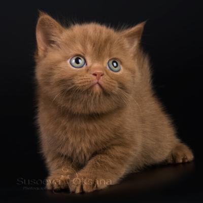 Британский котёнок циннамон окраса, фото британца окраса циннамон, купить котёнка окраса циннамон ( корица)