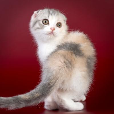 Шотландский вислоухий котёнок - кошка голубого-кремового окраса на белом