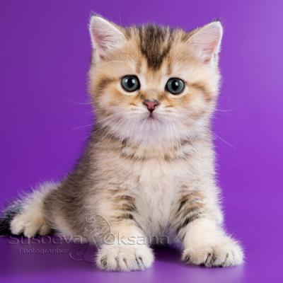 фото золотистого тикированного британского котёнка, купить британского котёнка ny25