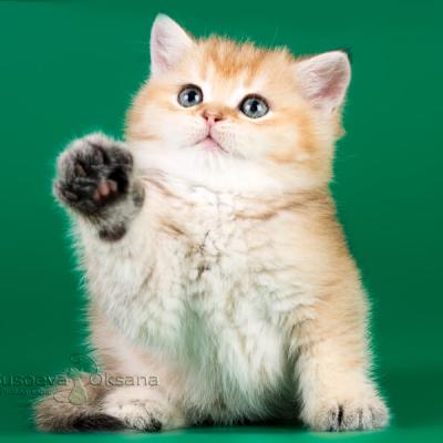 Британский кот золотого тикированного окраса с зелёными глазами фото