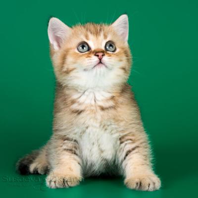 Золотой завуалированный окрас британских котят фото