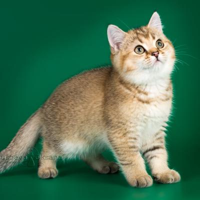 Британский золотой кот фото, купить золотого британского кот в питомнике