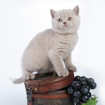 Британский лиловый котёнок , фото