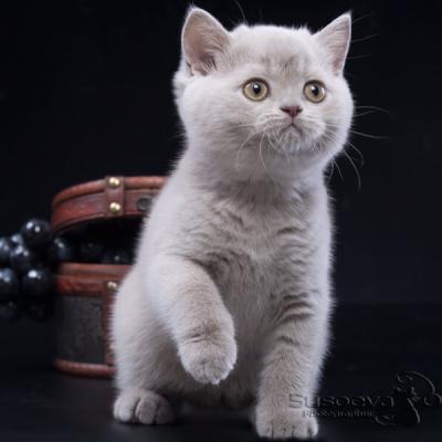 Фото лилового британского котёнка
