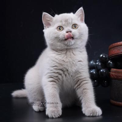 Британский короткошерстный лиловый котёнок, фото