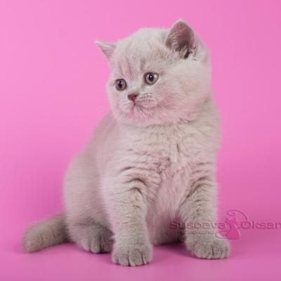 Британская лиловая кошка фото