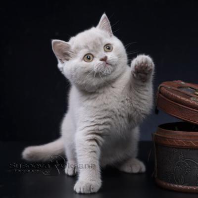 Фото лилового британского котёнка от фотографа кошек св Минске Сусоевой Оксаны