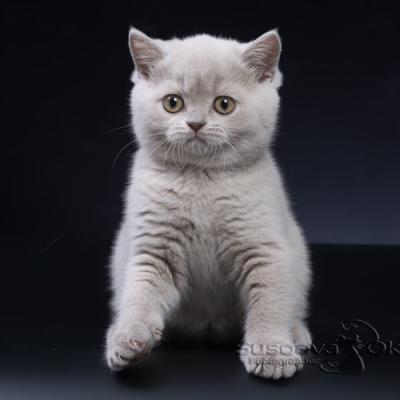 Британская кошка лилового окраса, фото
