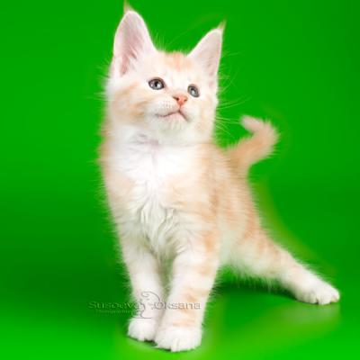 Фото котёнка мейн-куна в 4 месяца