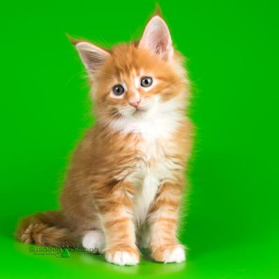 Красный котёнок породы мейн-кун фото