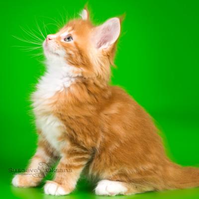 Красный котёнок породы мейн -кун фото