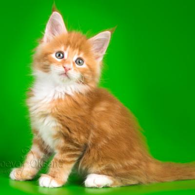 фото красного котёнка породы мейн-кун