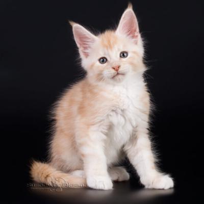 Фото котёнка породы мейн-кун