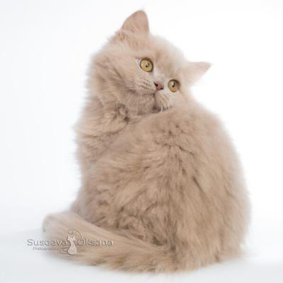 Фото красивого длинношерстного котёнка британской породы кошек