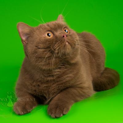 Британский короткошерстный кот циннамонового окраса фото