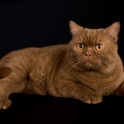 Битанский кот окраса циннамон  фото