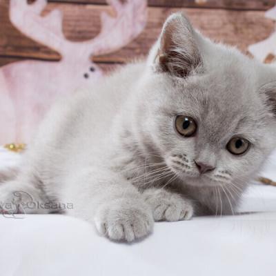 Британский короткошерстный котик, фото