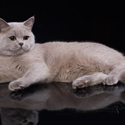 Лиловая британская кошка Акаша на чёрном зеркальном фоне