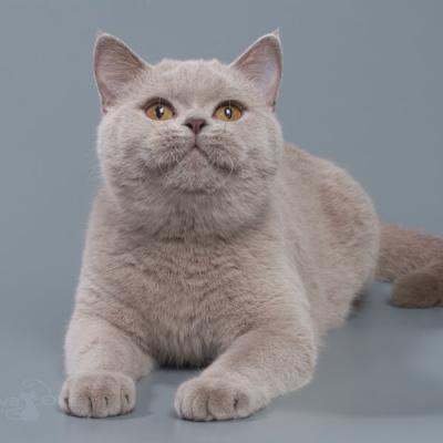 Лиловая британская короткошерстная кошка, фото