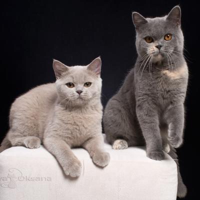 Лиловая и голубо-кремовая генетически тикированные британские кошки, фото