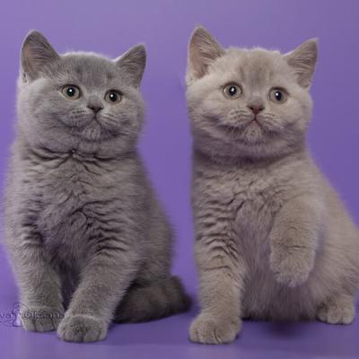 Фото лилового и голубого британского котёнка
