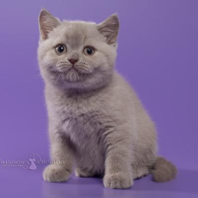 Британский котёнок лилового окраса, фото