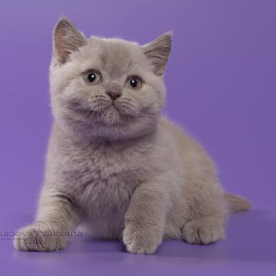 Атика - лиловый британский котёнок, фото