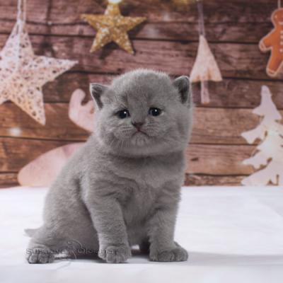 Фото голубого британского котёнка