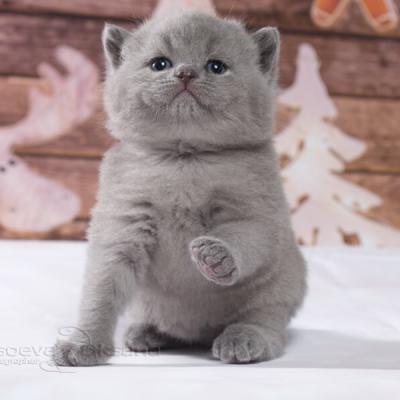 Британский котёнок голубого окраса в возрасте 1 месяц, фото