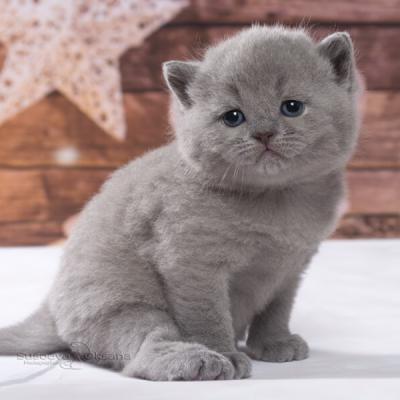 Голубой британский котёнок в возрасте 1 месяц