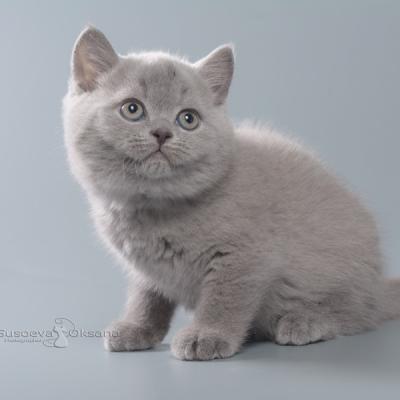 Серый британский котёнок, фото