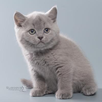Британский котёнок серый , фото