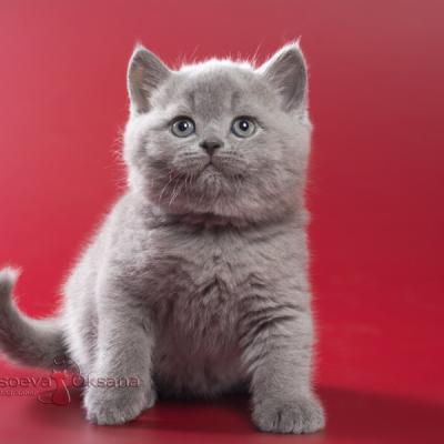 Британский котёнок-кот Арамис, фото