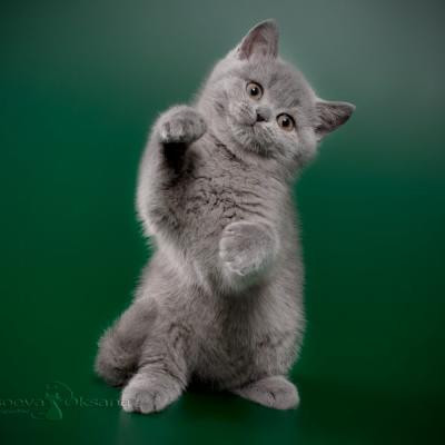 Голубой британский котёнок Арабеска, фото