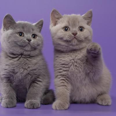 Британские котята - голубой и лиловый, фото