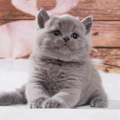 Голубой котик Арамис, фото 