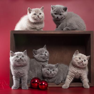 Шесть британских котят лиловых и голубых, фото