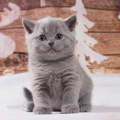 Голубая британка- кошка, фото