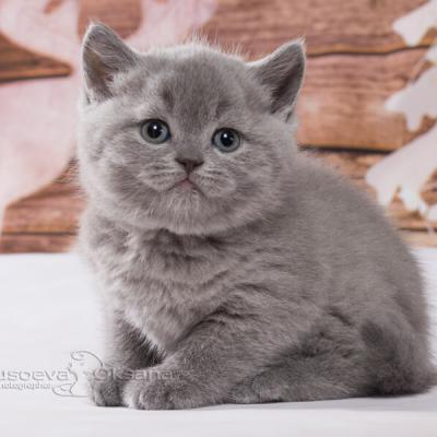 Голубой британский котёнок кошка фото